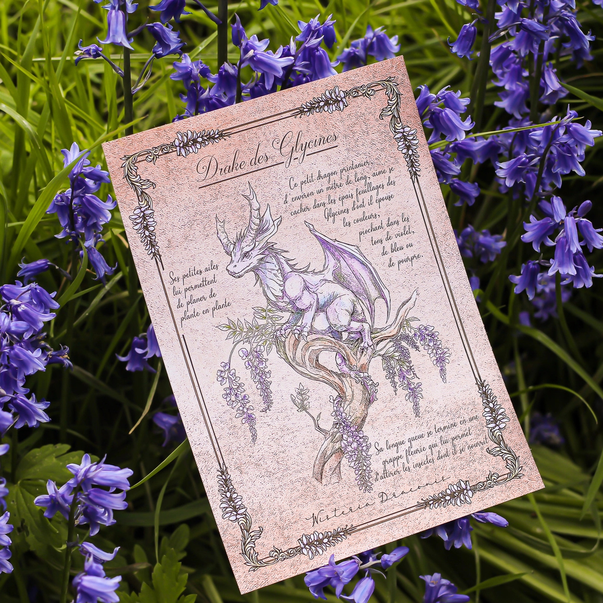 Illustration - Drake des Glycines