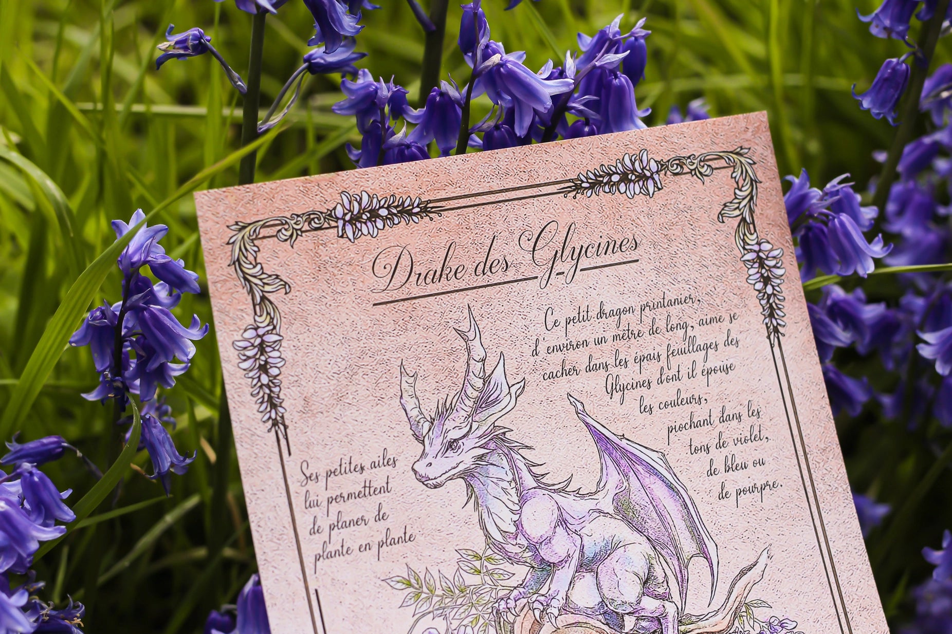 Illustration - Drake des Glycines