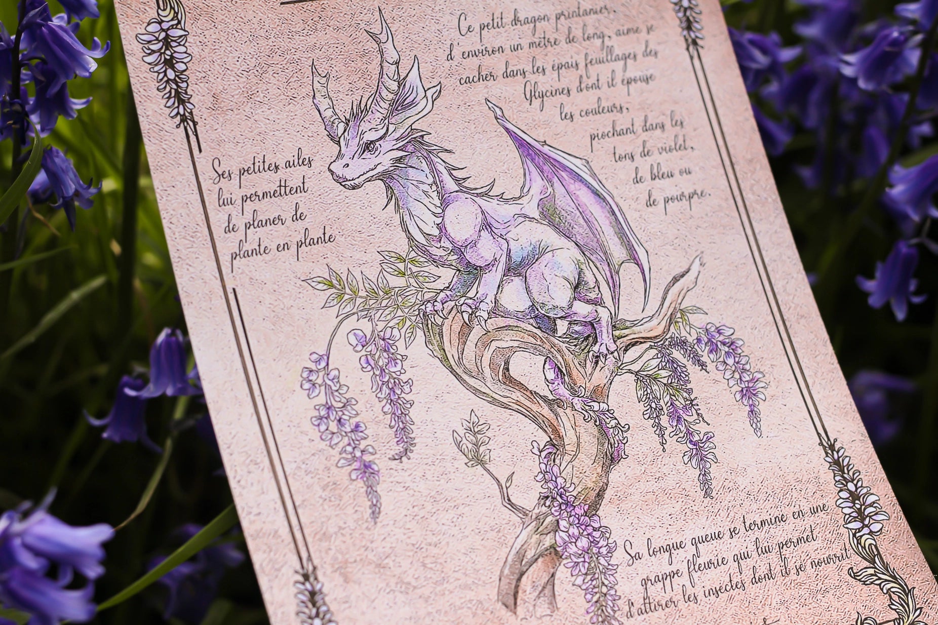 Illustration - Drake des Glycines