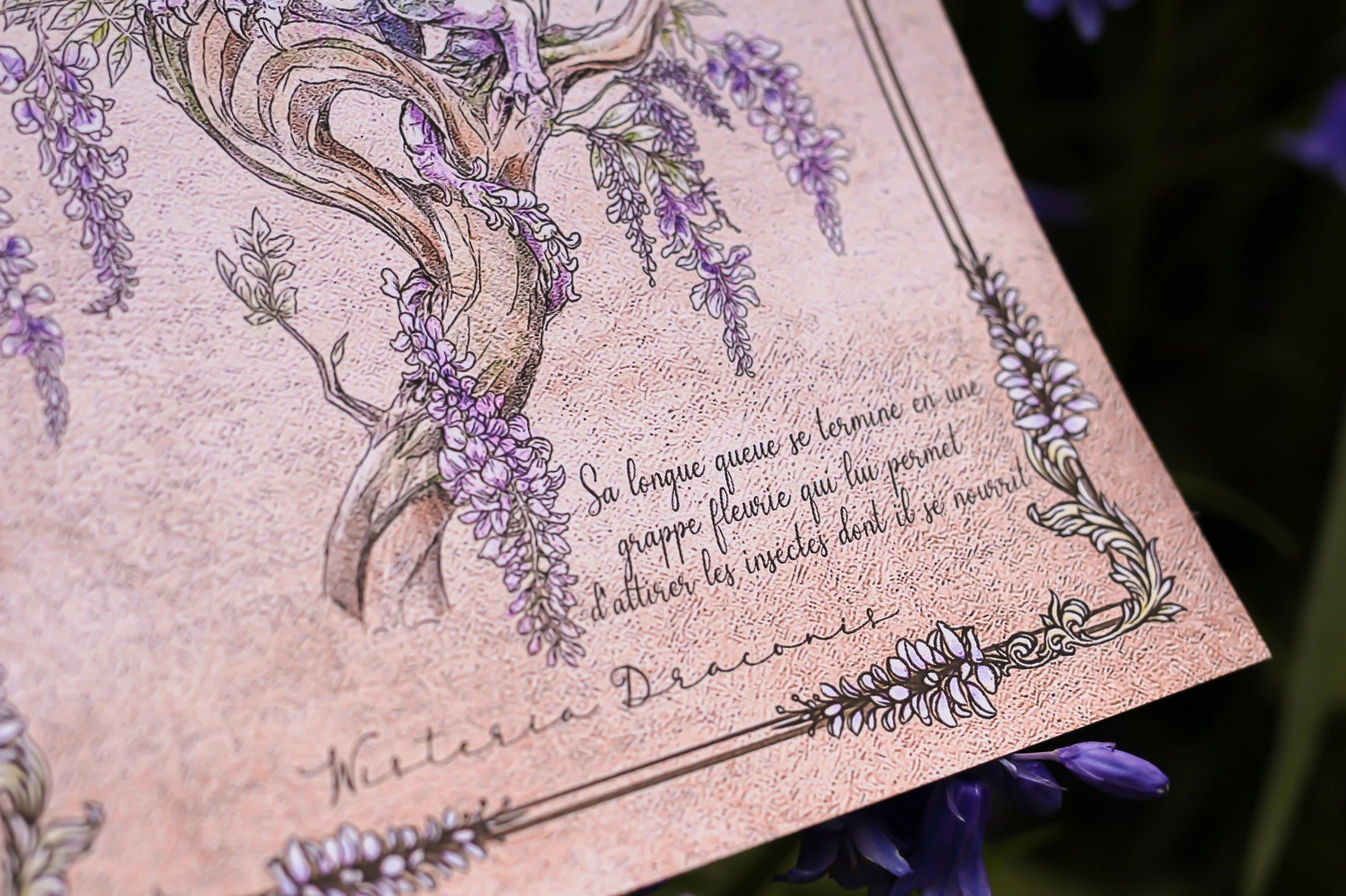 Illustration - Drake des Glycines