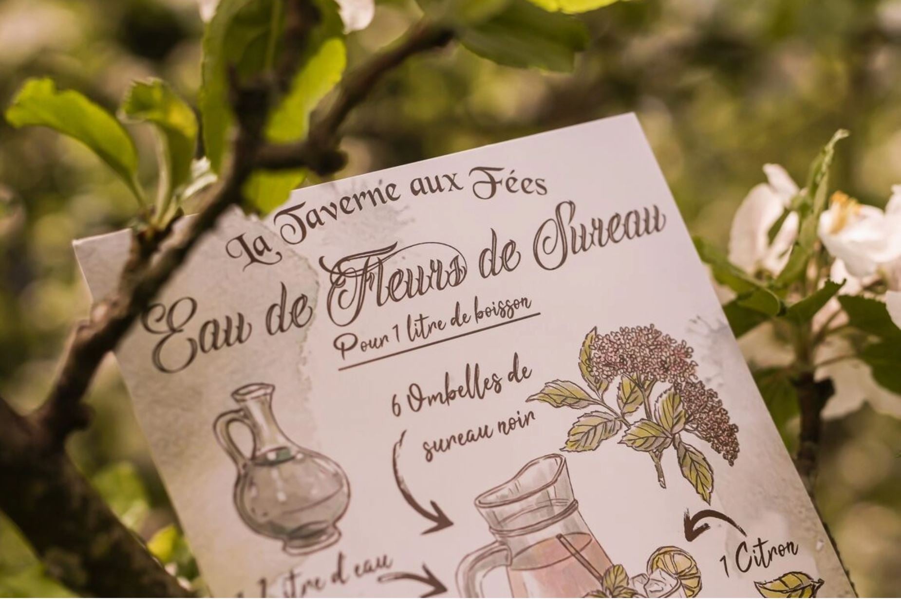 Illustration - Eau de Fleurs de Sureau
