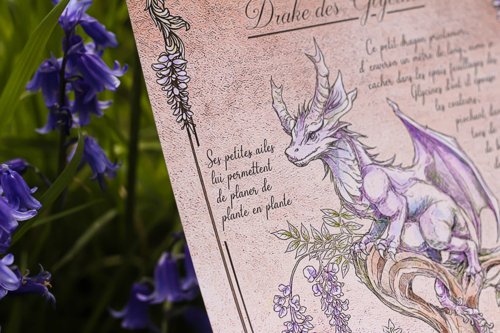 Illustration - Drake des Glycines