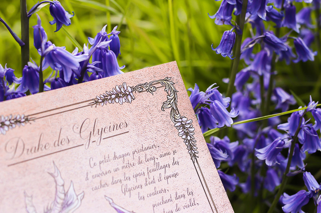 Illustration - Drake des Glycines