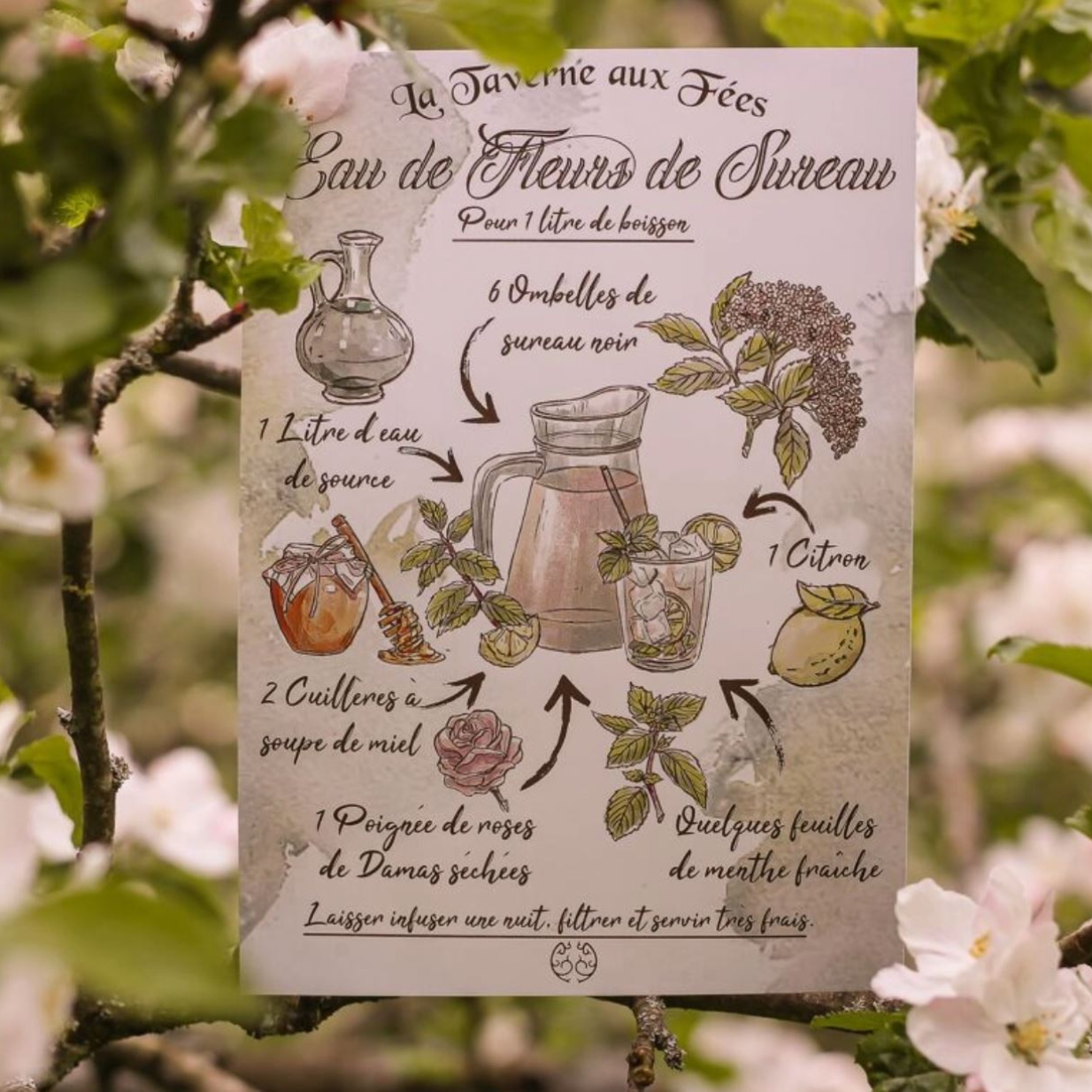 Illustration - Eau de Fleurs de Sureau